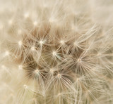 Fototapeta Dmuchawce - dandelion with seeds
