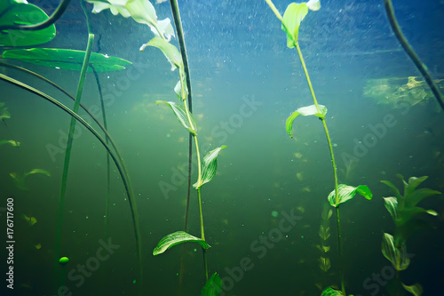 Zdjęcie XXL zielona trawa pod wodą