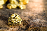Fototapeta Do akwarium - The pure gold ore found in the mine on a stone floor