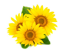 Three Sunflowers With Leaves Isolated On White Background