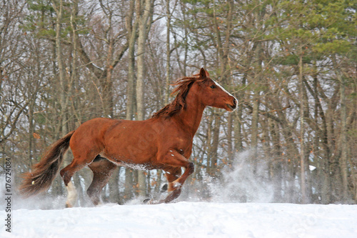 Plakat Red Horse Winter
