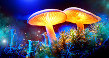 Mushroom. Fantasy Glowing Mushrooms In Mystery Dark Forest Closeup
