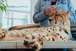 Cheetah at veterinarians