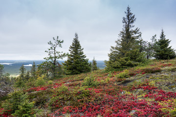 Mountains, forests, lakes view in autumn. Fall colors - ruska time in Iivaara. Oulanka national park in Finland. Lapland, Nordic countries in Europe