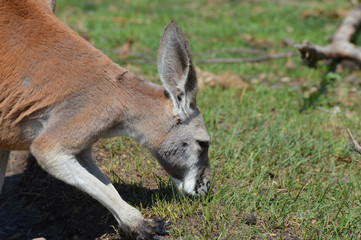 Poster - Kangaroo in the outdoors