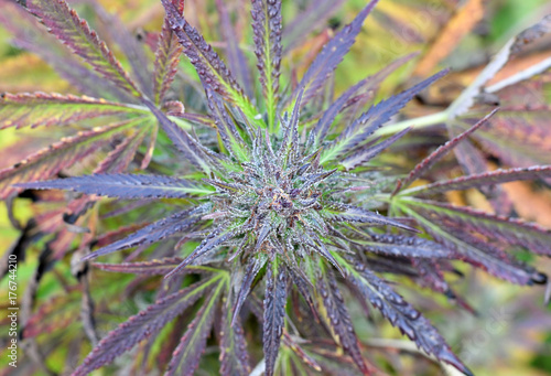 Zdjęcie XXL Odgórny widok purpurowy marihuana pączek
