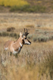 Fototapeta Sawanna - Pronghorn Antelope Buck in Fall