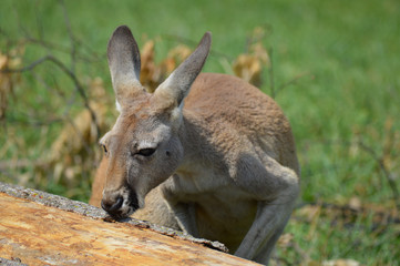 Poster - Kangaroo in the outdoors