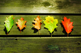 Fototapeta  - Jesienne liście na drewnianym tle
