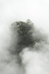 Wall Mural - tropical forest with fog in the morning, japan