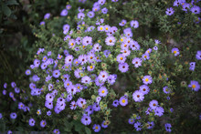 Bunch Of Purple Aster Flowers