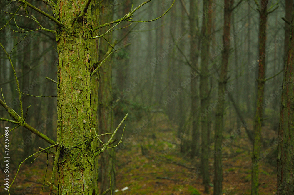Zamglony jesienny las w ponury poranek. - obrazy, fototapety, plakaty 