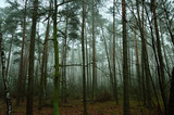 Fototapeta  - Zamglony jesienny las w ponury poranek.
