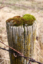 Old Weatherworn Fence Post Covered In Soft Green Moss Thriving In The Damp Air