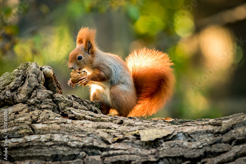 Fotomural Squirrel animal in natural environment