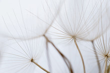 Close Up Macro Image Of Dandelion Seed Heads With Delicate Lace-like Patterns, On The Greek Island Of Kefalonia.