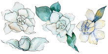 Wildflower Gardenia Flower In A Watercolor Style Isolated. Full Name Of The Plant: Gardenia. Aquarelle Wild Flower For Background, Texture, Wrapper Pattern, Frame Or Border.