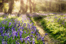 Spring Bluebell Path Through A Magical Forest. Dawn Sunlight Coming Through The Misty Trees