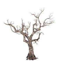 Dead Tree Isolated On White Background, 3D Rendering