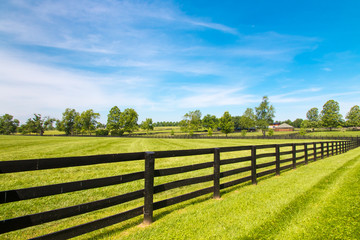 Wall Mural - Black wooden fence  and green pastures of horse farms