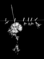 Canvas Print - Dandelion seeds with small, wooden laundry nippers and thin metallic wire on black background
