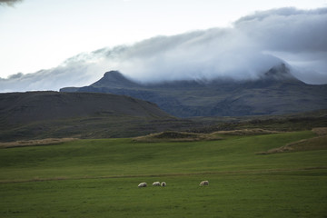 Wall Mural - Icelandic landscapes