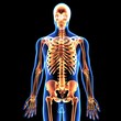 © PIC4U - 3d illustration of human body skeleton anatomy
