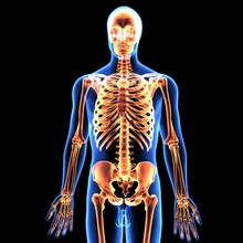 3d Illustration Of Human Body Skeleton Anatomy
