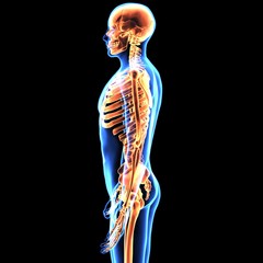 3d illustration of human body skeleton anatomy