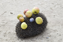 Hedgehog On A Concrete Surface. Hedgehog Needles Pinned On Apples, Peaches And Plums. Hedgehog Curled Up Into A Ball