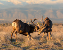 Two Mule Deer Bucks In Combat