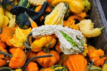 Colorful Decorative Pumpkins And Gourds In Autumn 