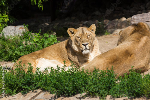 pride rests before the hunt, young male Asian lion and female Poster