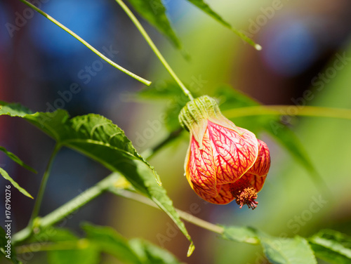 Zdjęcie XXL Physalis alkekengi (chiński latarnia) kwiat