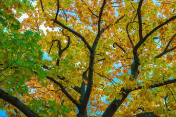 Poster - autumn multicolored foliage on the crowns of trees