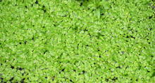 Green Duckweed Background On The Water Surface