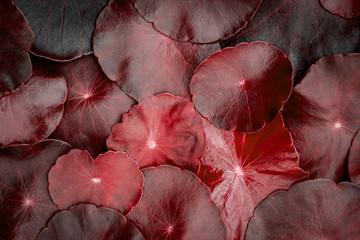 Wall Mural - close up the circle red leaf decoration as abstract green background from centella asiatica ,fresh h
