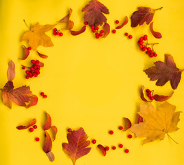 Fotomurales - autumn composition of leaves and ashberry,flat lay.top view