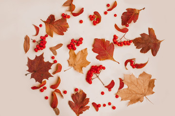 Fotomurales - Autumn composition of leaves and ashberry,Flat lay.Top view