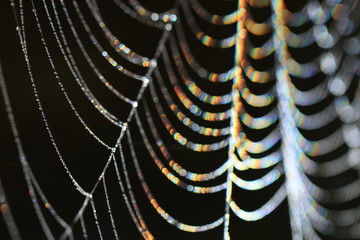 虹色に輝く蜘蛛の糸　Spider web shining in rainbow color