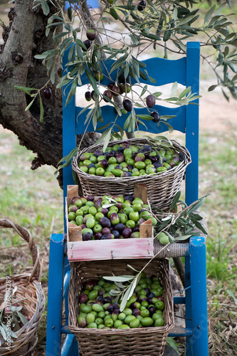 Plakat Zbiór oliwek w Grecji
