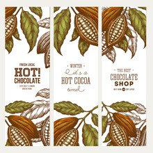 Cocoa Bean Tree Banner Collection. Engraved Style Illustration. Chocolate Cocoa Beans. Vector Illustration