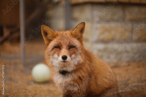 Valokuva  лиса в зоопарке