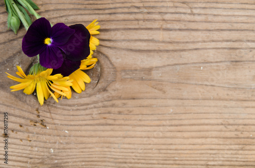 Zdjęcie XXL Kwiaty nagietka i fiołki z łodygą w lewym górnym rogu na nowej drewnianej desce