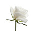 tarjeta con flor en fondo blanco