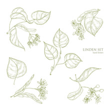 Realistic Natural Drawings Of Linden Leaves And Beautiful Tender Flowers. Parts Of Blooming Tree Hand Drawn With Contour Lines, View From Different Angles. Gorgeous Floral Vector Illustration.