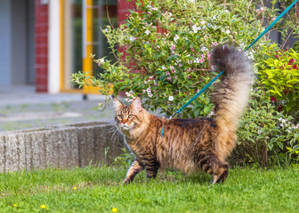 Wall Mural - Black tabby Maine Coon cat with leash wandering in backyard. Young cute male cat wearing a harness go on lawn having lifted tail. Pets walking outdoor adventure on green grass in park. 