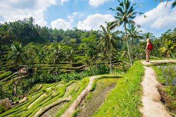 Sticker - Rice terraces in Tagallalang - Bali, Indonesia.