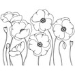 contour poppy flowers illustration 