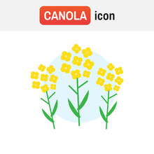 Canola Flower Mustard. Canola Flower Vector Illustration
